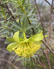 Pimelea aeruginosa