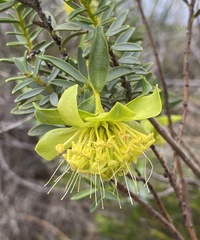 Pimelea aeruginosa