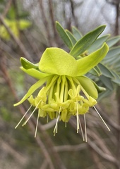 Pimelea aeruginosa