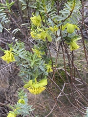 Pimelea aeruginosa