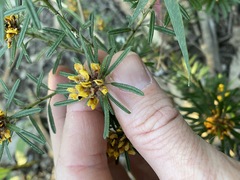Pultenaea petiolaris