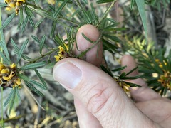 Pultenaea petiolaris