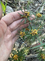 Pultenaea petiolaris