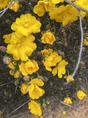 Hibbertia eatoniae