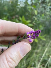 Comesperma hispidulum