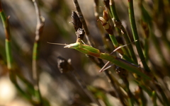 Episcopomantis chalybea