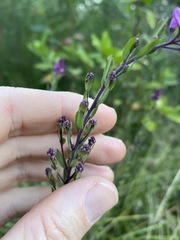 Comesperma hispidulum