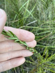 Comesperma hispidulum