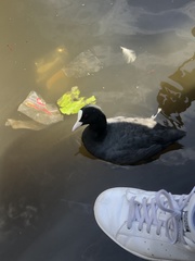 Fulica atra