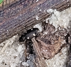 Tetragonoderus laevigatus