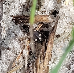 Tetragonoderus laevigatus