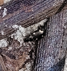 Tetragonoderus laevigatus