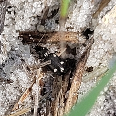 Tetragonoderus laevigatus