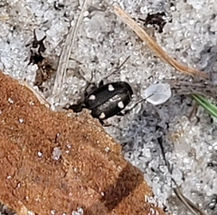 Tetragonoderus laevigatus