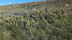 Aspalathus argyrophanes