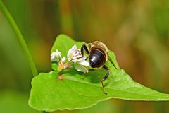 Eristalis tenax