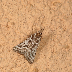 Stemmatophora borgialis