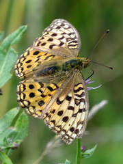 Argynnis adippe