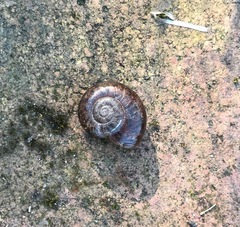 Austrorhytida