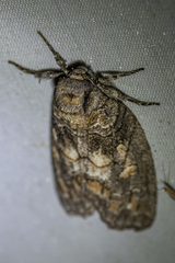 Discophlebia celaena