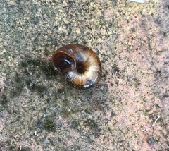 Austrorhytida