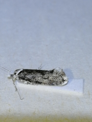Ypsolopha vittella
