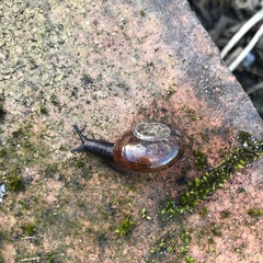 Austrorhytida