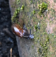 Austrorhytida
