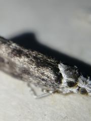 Ypsolopha vittella