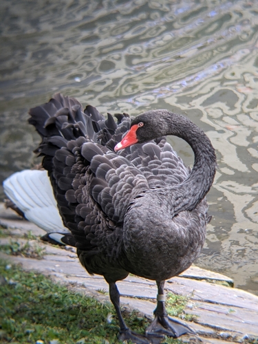 Cisne negro (Cygnus atratus)