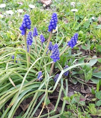 Muscari botryoides