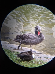 Cygnus atratus