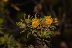 Pultenaea rostrata