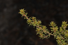 Pultenaea rostrata