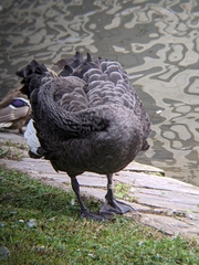 Cygnus atratus