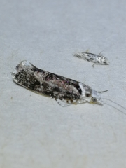 Ypsolopha vittella