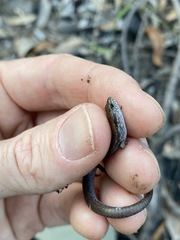 Calyptotis scutirostrum