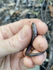 Calyptotis scutirostrum