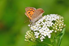 Lycaena phlaeas
