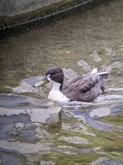 Anas platyrhynchos domesticus