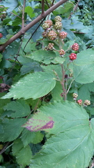 Rubus constrictus