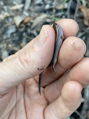 Calyptotis scutirostrum