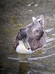 Anas platyrhynchos domesticus