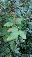 Rubus constrictus