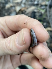 Calyptotis scutirostrum