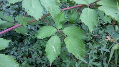 Rubus constrictus