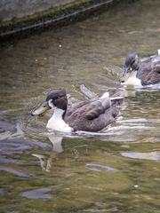 Anas platyrhynchos domesticus
