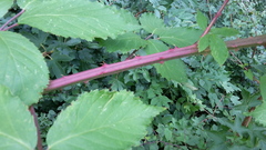Rubus constrictus