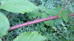 Rubus constrictus