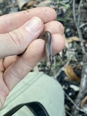 Calyptotis scutirostrum